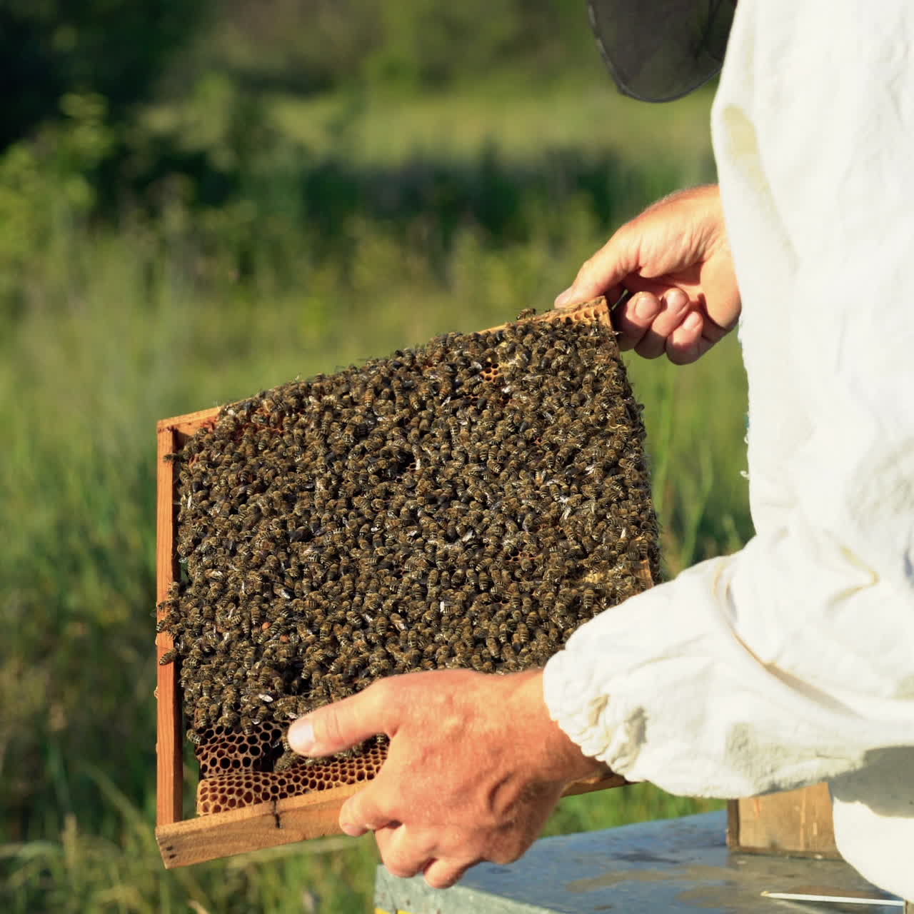 Frame is full of working bees in the hands of beekeeper on the apiary. Bees on honeycombs. Frames of a bee hive near the green grass