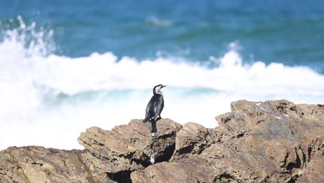 bird on rocks with waves crashing behind