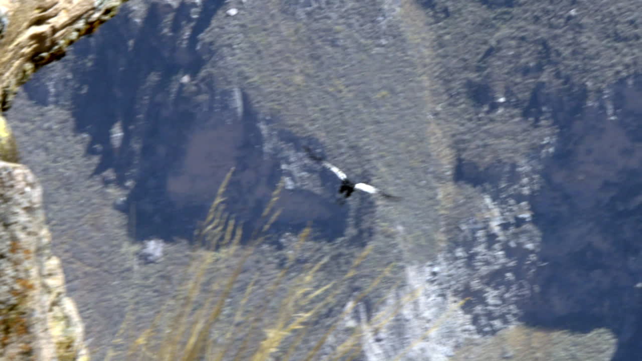 un cóndor volando bajo en el cañón de colca