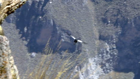 een condor die laag vliegt in de colca canyon