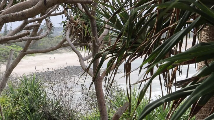 Peaceful beach view framed by tree branches