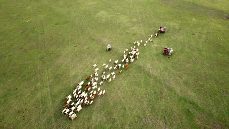 Aerial-flying-over-small-herd-of-goats-crawling-on-a-meadow-on-a-sunny-day