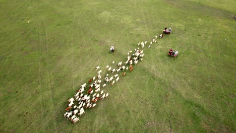 aerial flying over small herd of goats crawling on a meadow on a sunny day