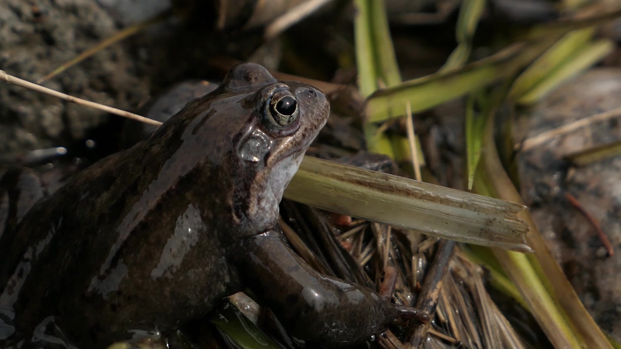Common frog sitting among reeds in nature wetland in spring, close up