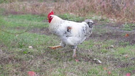white rooster with a red crest running super slow motion white rooster with a red crest running super slow motion 240 fps