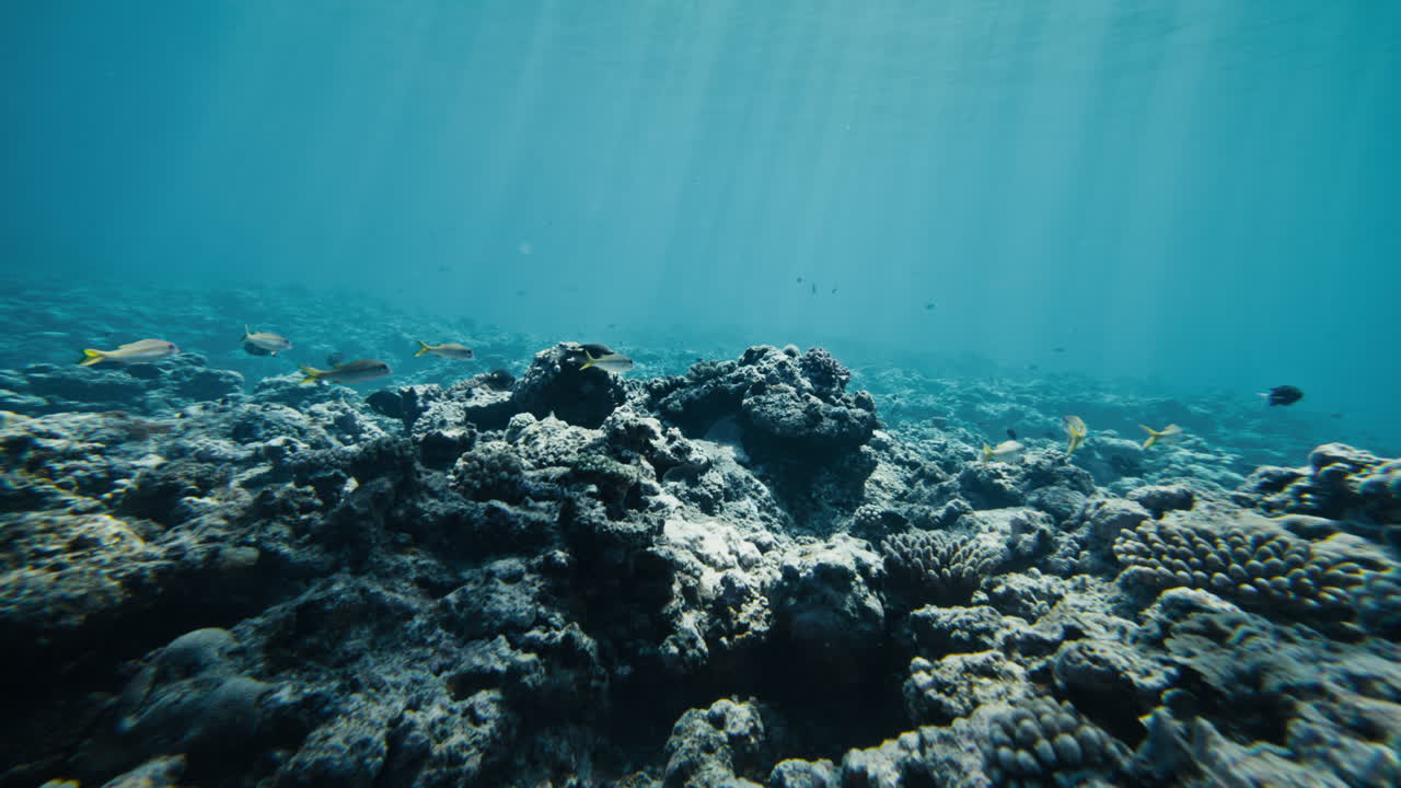 Low angle underwater across coral reef terrain in the tropical Pacific near Tonga