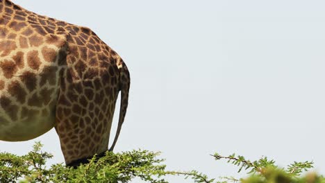 Toma-En-Cámara-Lenta-De-Cola-De-Jirafa-Moviéndose-Sobre-Altos-árboles-De-Acacia-En-El-Massai-Mara-Con-Hermosas-Marcas-De-Parches-Y-Manchas,-Fauna-Africana,-Kenia,-Animales-De-Safari-Africano-En-Masai-Mara