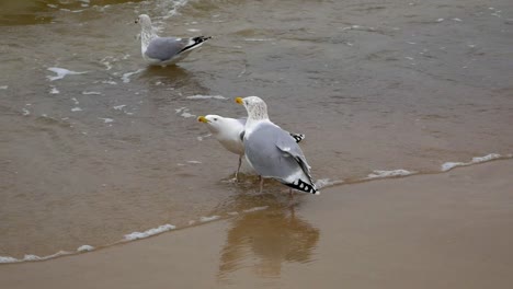 Zwei-Möwen-Kreischen-Am-Sandstrand