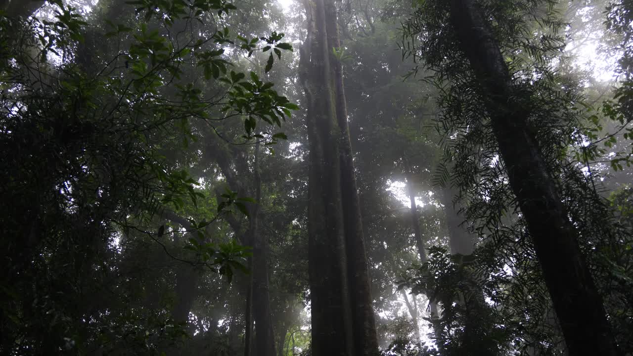 빛이 두꺼운 안개 숲을 고