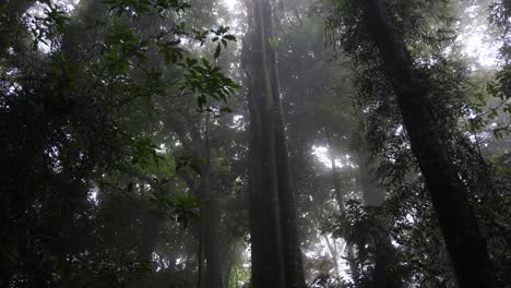 sunlight piercing through a dense, misty forest