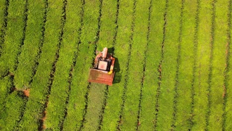 La-Vista-Aérea-Captura-Una-Máquina-Que-Cosecha-Hojas-De-Té-Verde-En-Una-Plantación,-Mostrando-Las-Prácticas-Agrícolas-Modernas-Involucradas-En-La-Producción-De-Té.