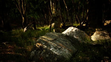 forest in darkness with grass and rocks