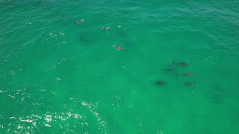 pod of dolphins in the ocean in nsw, australia - drone shot