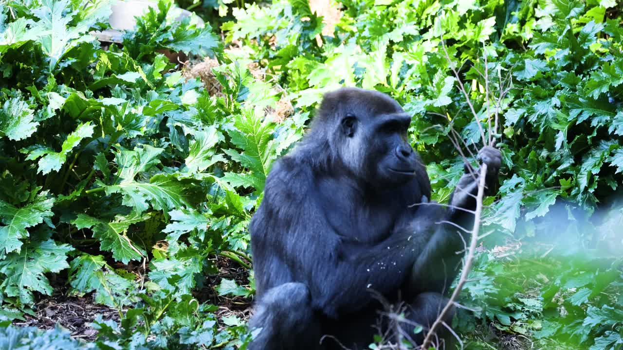 Gorilla che mangia un ramo in una vegetazione lussureggiante