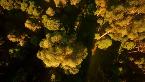 aerial view of lush green forest