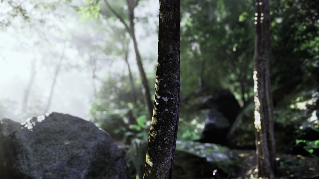Lush Forest Scene with Sunlight