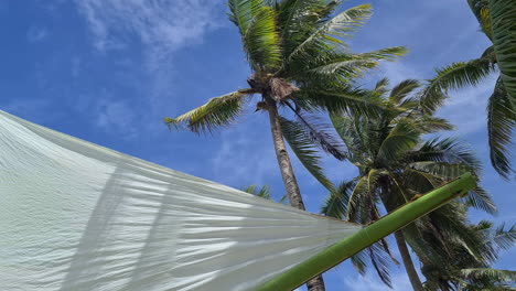 Palm-Trees-and-Sails-of-Catamaran-Boat-on-Sunny-WIndy-Tropical-Day