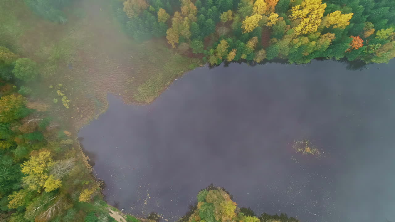 Aerial straight down shot of lake shoreline with autumnal colorful trees in Reserve Park