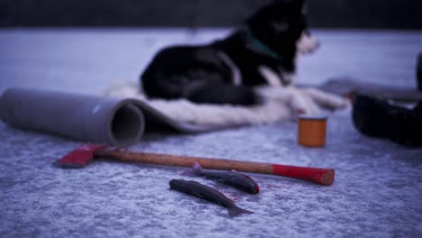 two pieces of fish next to an axe - fisherman drinking coffee with his dog on frozen lake in winter fishing near trondheim, norway
