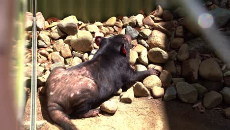 Carnivorous-marsupial-Tasmanian-devil-resting-under-the-sun-in-captivity-in-wildlife-enclosure,-conservation-park