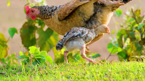 hen with baby chick grazing and playing on the grass