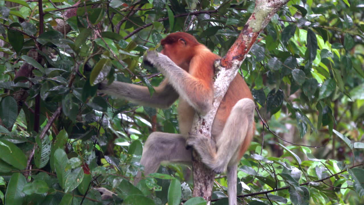un mono probóscide come hojas en un árbol en las selvas tropicales de borneo