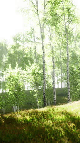 sunlit birch forest