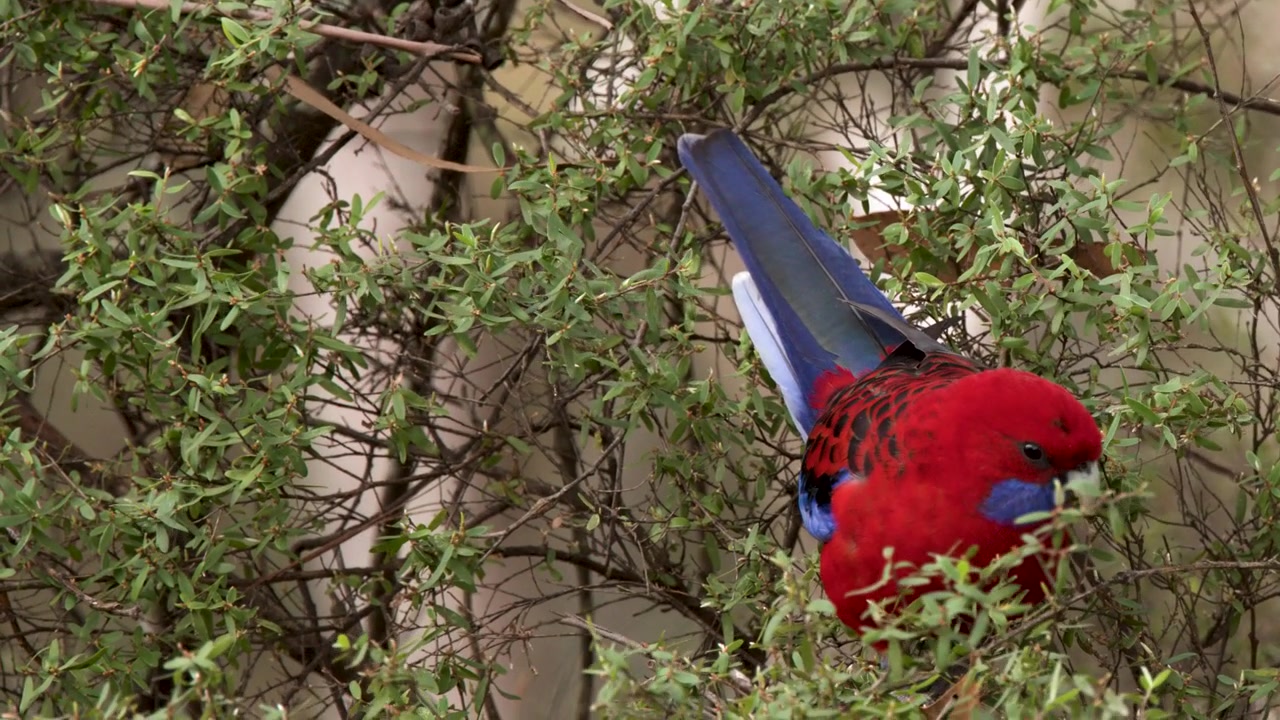 Vibrant red crimson rosella parrot perches and forages among green leaves in Blue Mountains, Australia.