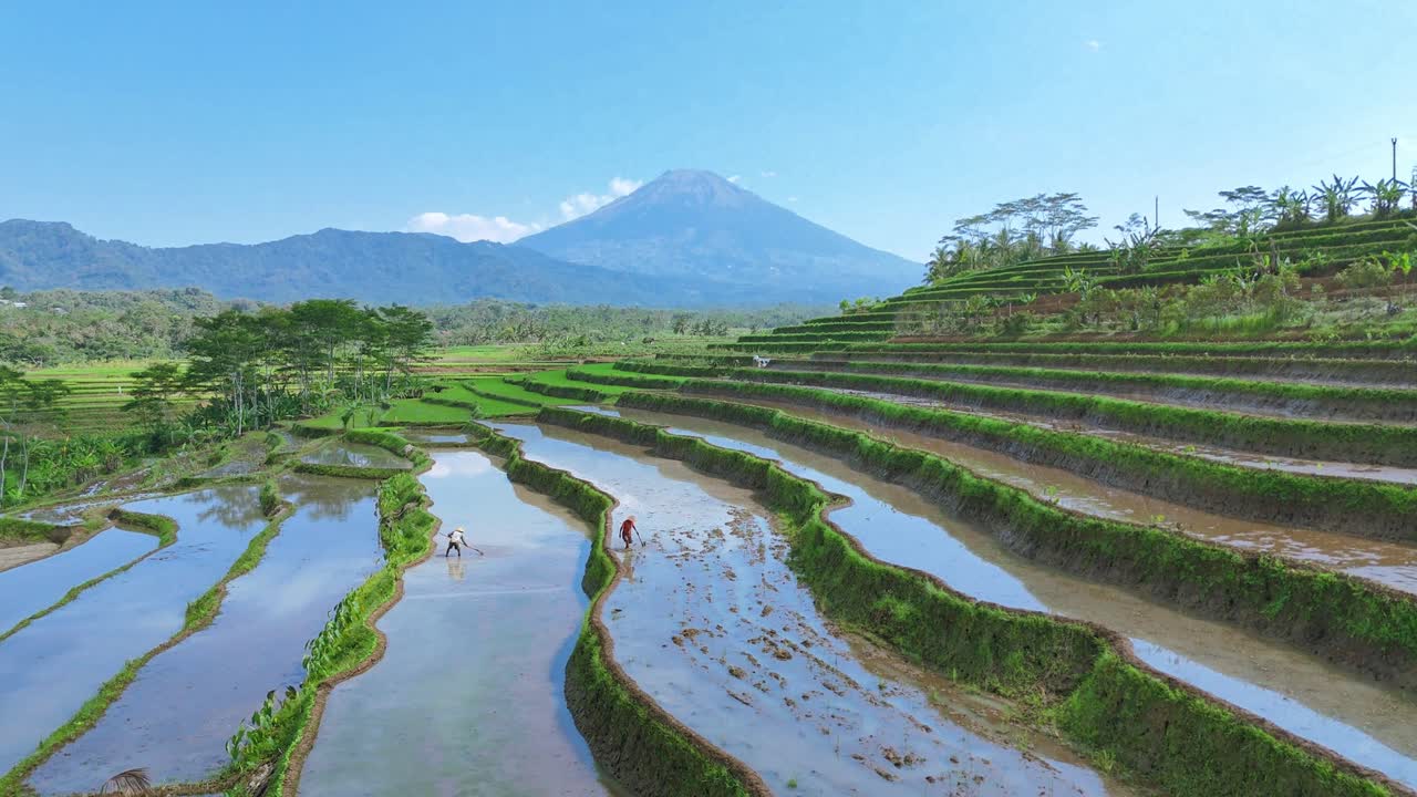 Flooded rice field after harvesting process. Drone camera flying over terraced rice field in rural Indonesia.4K drone footage.