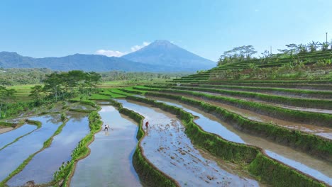 flooded rice field after harvesting process. drone camera flying over terraced rice field in rural indonesia.4k drone footage.