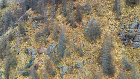 Vista-Aérea-Del-Bosque-Otoñal-Con-Un-Animal-Salvaje-Corriendo-Entre-árboles-Coloridos,-Durante-El-Día