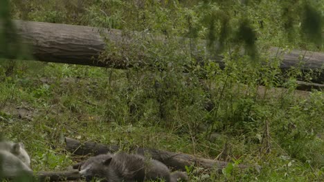 Cachorro-De-Lobo-Gris-Caminando-Por-El-Bosque-Hacia-Su-Manada