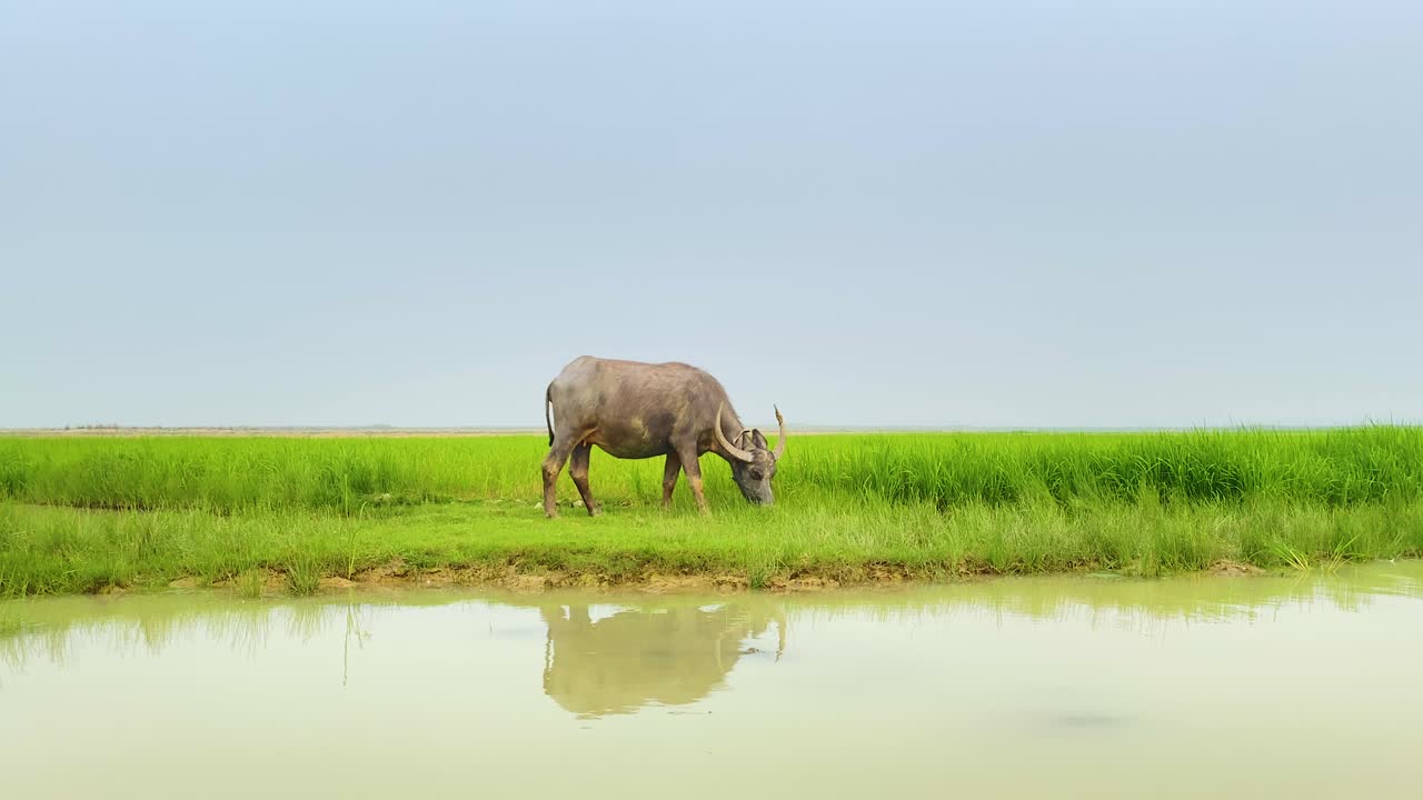물 반사와 함께 활기찬 방글라데시 초원에서 방목하는 단일 버팔로
