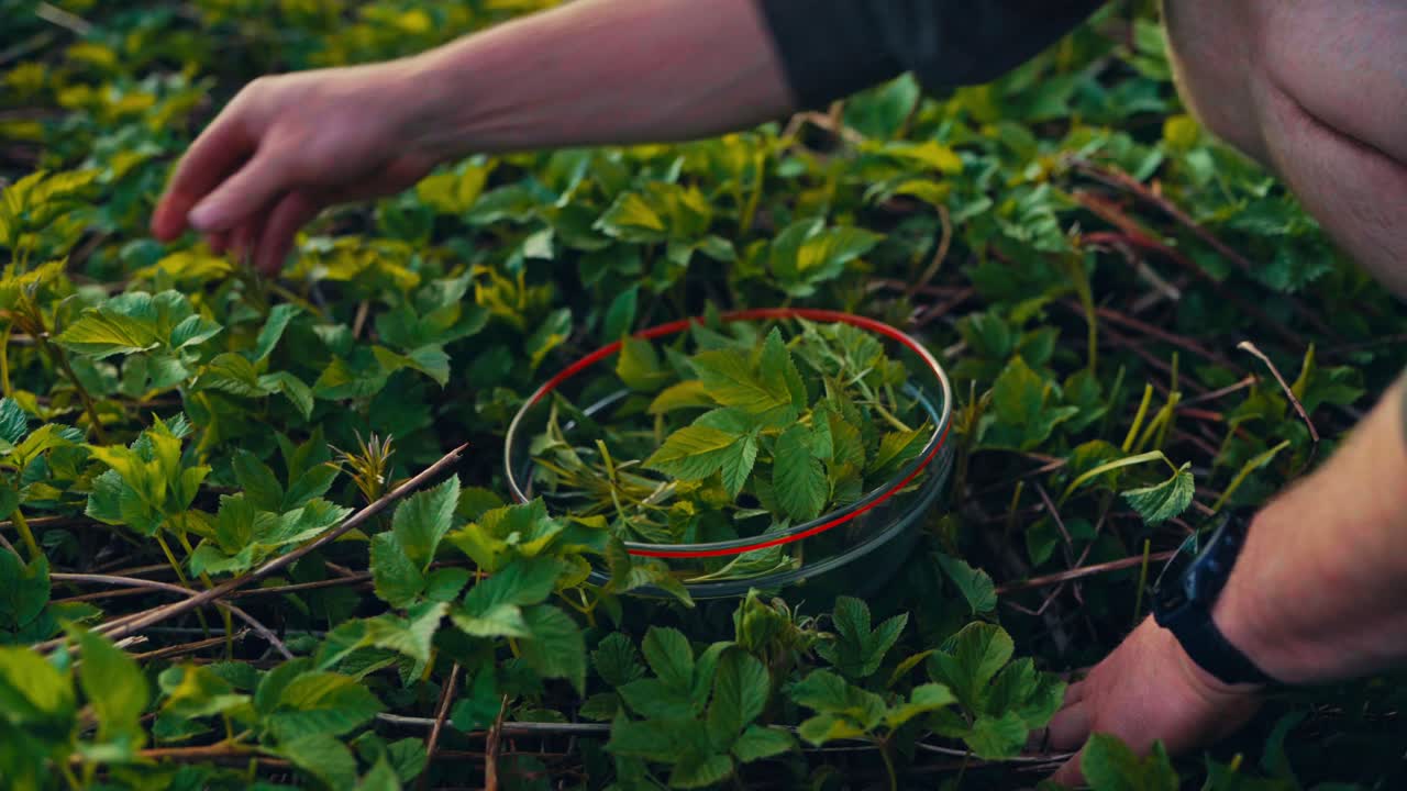 Hand Picking Sprouts Of Plants In The Garden. - closeup shot