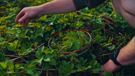hand picking sprouts of plants in the garden. - closeup shot