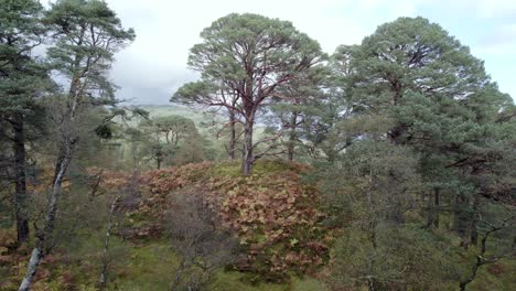 scots pine forest drone footage