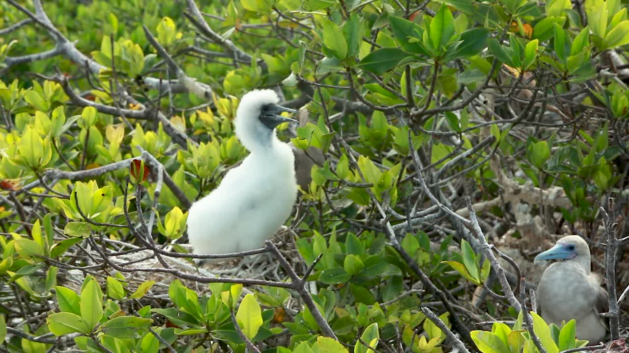 piquero bebé descansando sobre una rama en las galápagos