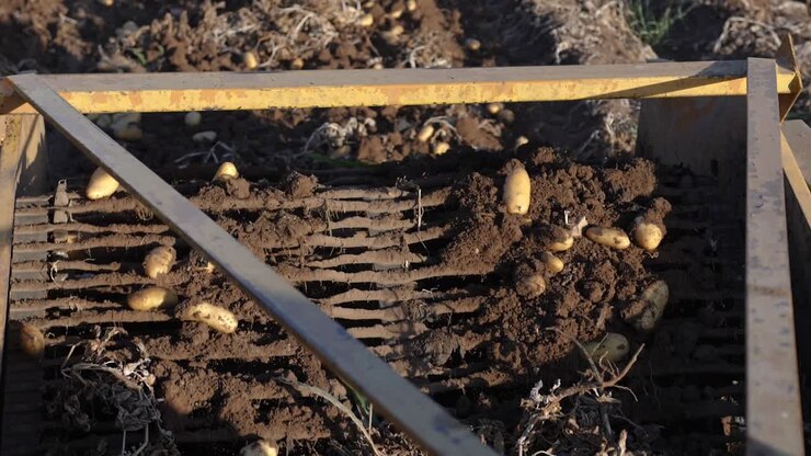 Slow motion close-up of the rotating belt on a potato harvester tractor while harvesting potatoes on a farm