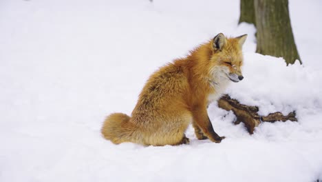 red fox in forest on winter day, lone animal sitting on the snow