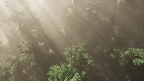 aerial-sunrays-in-forest-with-fog