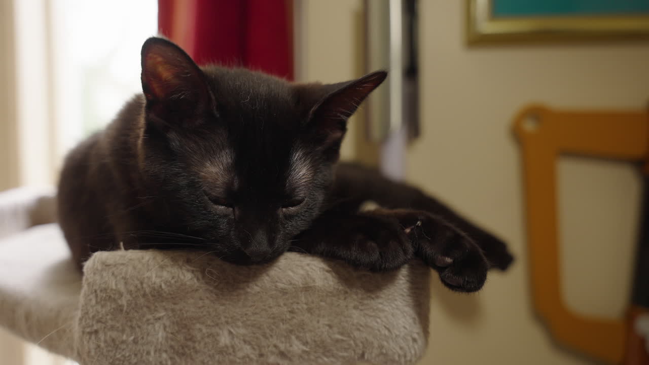 Black Fur Domestic Cat Resting In Pet Bed At Home. Close-up Shot