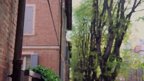 italian city street with ivy and trees