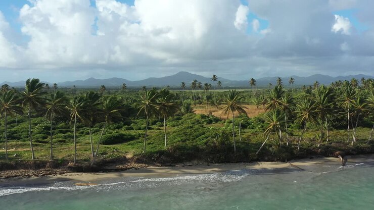 Wild tropical coastline with coconut palm trees and turquoise caribbean sea. Aerial view from drone