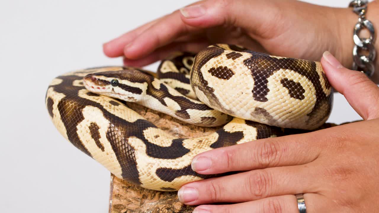 Close-up of calm ball python handled by human hands on perch, studio lighting, static camera