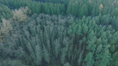 El-Bosque-De-Otoño-Es-Una-Sinfonía-De-Colores-Pero-También-Un-Escenario-Para-La-Vida-Oculta-De-La-Madera-Muerta-Y-Los-Parásitos-De-Los-árboles