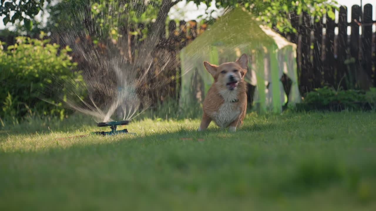 Un cane si diverte spruzzando acqua, il cortile soleggiato risuona di giochi acquatici, un vivace Corgi saltella attraverso l'irrigatore in un giardino luminoso, un cane pieno di energia salta e si rotola felice nell'erba bagnata sotto un cielo soleggiato