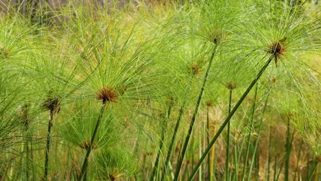 lush green papyrus swaying gently in breeze