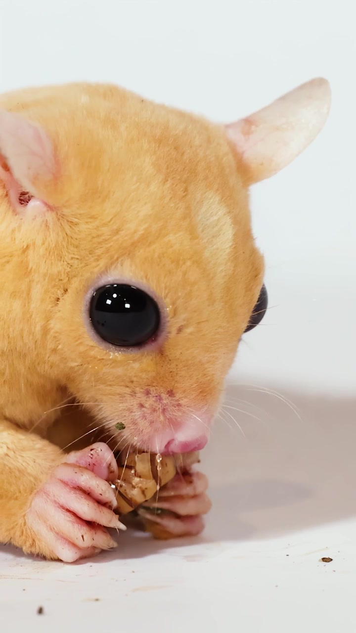 Primo piano di un simpatico petauro dello zucchero che mangia una larva della farina