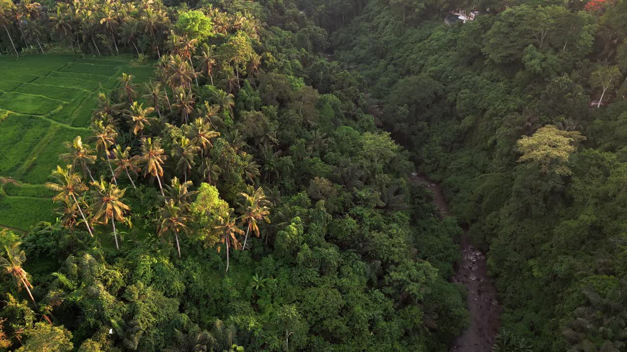 Drone footage showing golden hour light over dense tropical jungle, tall palm trees, stepped rice fields, and a deep green valley with a narrow river flowing through remote landscape