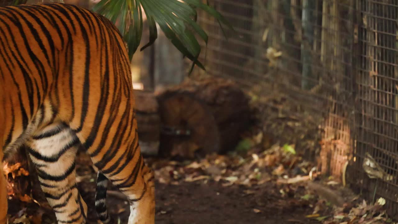 호랑이 가 동물원 을 돌아다니고 있다